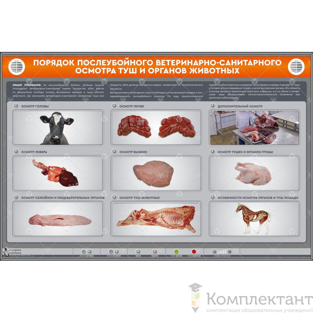 Электрифицированный стенд “Порядок ветеринарного осмотра туш и органов животных”