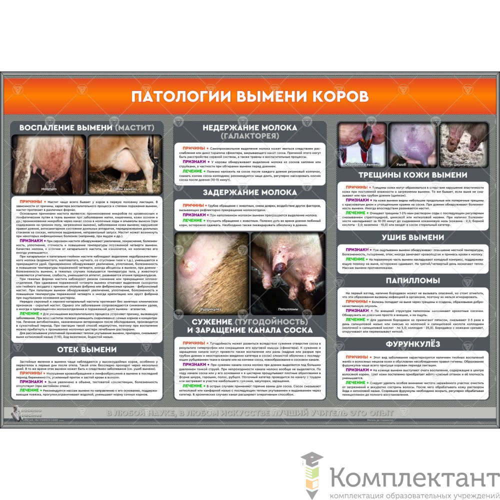 Стенд “Патологии вымени коров”
